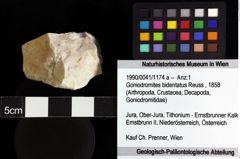 Foto (Objket + Etiketten) von Goniodromites bidentatus (Reuss, 1858) 